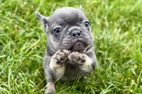 Kenzie, a female French Bulldog for sale in Sturgis, MI – 8 of 10