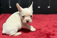 Dell , a male French Bulldog for sale in Sturgis, MI – 2 of 10