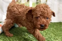 Russell, a male Poodle - Miniature  for sale in Sturgis, MI – Photo 8 of 10