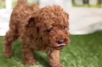 Russell, a male Poodle - Miniature  for sale in Sturgis, MI – Photo 6 of 10