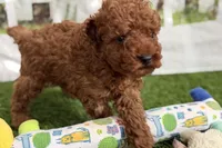 Russell, a male Poodle - Miniature  for sale in Sturgis, MI – Photo 10 of 10