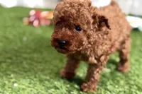 Russell, a male Poodle - Miniature  for sale in Sturgis, MI – Photo 9 of 10