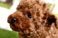 Russell, a male Poodle - Miniature  for sale in Sturgis, MI – Photo 2 of 10