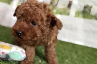 Russell, a male Poodle - Miniature  for sale in Sturgis, MI – Photo 7 of 10