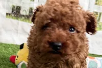 Russell, a male Poodle - Miniature  for sale in Sturgis, MI – Photo 5 of 10