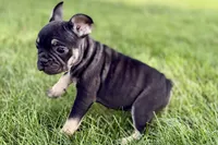 Tubby, a female French Bulldog for sale in Sturgis, MI – 9 of 9