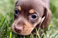 Wiggles, a female Dachshund for sale in Sturgis, MI – 4 of 10