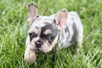 Koda, a male French Bulldog for sale in Sturgis, MI – 7 of 10
