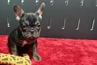 Yarma , a female French Bulldog for sale in Sturgis, MI – 7 of 10