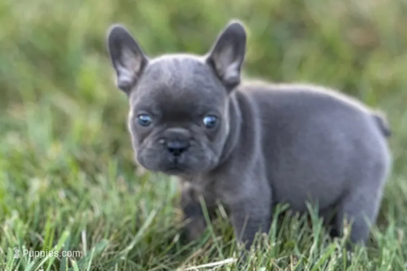 Alan – French Bulldog puppy for sale in Sturgis, MI