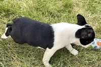 Nova, a female Boston Terrier for sale in Sturgis, MI – 4 of 9
