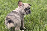 Scooter, a male French Bulldog for sale in Sturgis, MI – 4 of 9