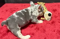 Hulu, a female French Bulldog for sale in Sturgis, MI – 6 of 10