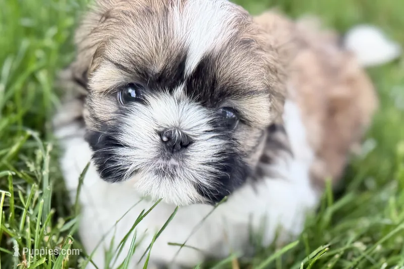 Vivi – Shih Tzu puppy for sale in Sturgis, MI