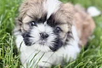 Vivi, a female Shih Tzu for sale in Sturgis, MI – 1 of 10