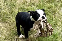 Noble, a female Boston Terrier for sale in Sturgis, MI – 2 of 9