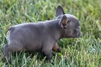 Alan, a male French Bulldog for sale in Sturgis, MI – 10 of 10