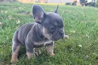 Noah, a male French Bulldog for sale in Sturgis, MI – 10 of 10
