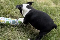 Nessa , a female Boston Terrier for sale in Sturgis, MI – 8 of 9