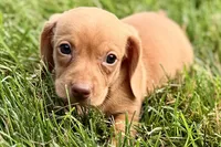 Wilson, a male Dachshund for sale in Sturgis, MI – 5 of 10