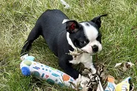 Noble, a female Boston Terrier for sale in Sturgis, MI – 9 of 9