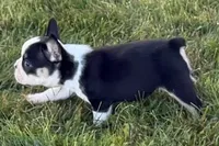 Cecil, a male French Bulldog for sale in Sturgis, MI – 5 of 9