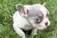 Jax, a male French Bulldog for sale in Sturgis, MI – 7 of 9