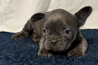 Finbar, a male French Bulldog for sale in Sturgis, MI – 8 of 10