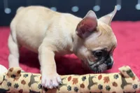 Desmond , a male French Bulldog for sale in Sturgis, MI – 4 of 10
