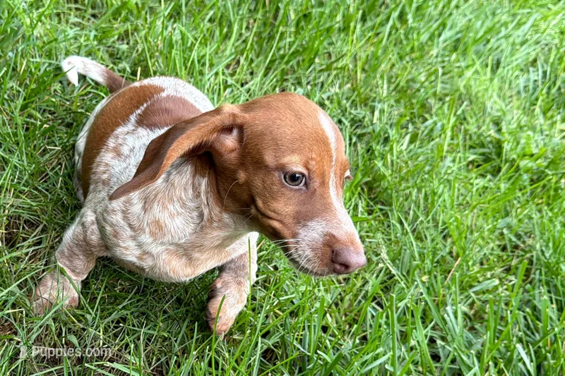 Martha  – Dachshund puppy for sale in Sturgis, MI