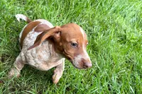 Martha , a female Dachshund for sale in Sturgis, MI – 1 of 5