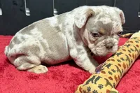 Lou, a male French Bulldog for sale in Sturgis, MI – 4 of 10