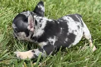 Tiny, a female French Bulldog for sale in Sturgis, MI – 7 of 10
