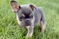 Zola, a female French Bulldog for sale in Sturgis, MI – 4 of 10
