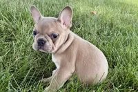 Flutter, a female French Bulldog for sale in Sturgis, MI – 3 of 10