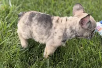 Scooter, a male French Bulldog for sale in Sturgis, MI – 7 of 9