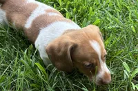 Master, a female Dachshund for sale in Sturgis, MI – 2 of 6