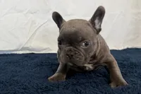 Fella, a male French Bulldog for sale in Sturgis, MI – 6 of 10