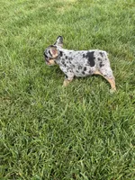 Frick, a male French Bulldog for sale in Sturgis, MI – 5 of 7
