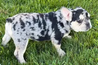 Abby, a female French Bulldog for sale in Sturgis, MI – 8 of 9