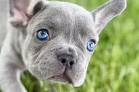 Twila, a female French Bulldog for sale in Sturgis, MI – 1 of 9