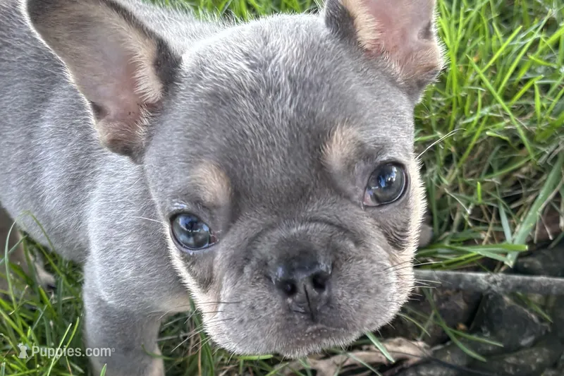 Nova – French Bulldog puppy for sale in Sturgis, MI