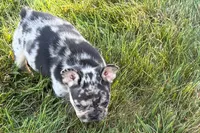 Calvin, a male French Bulldog for sale in Sturgis, MI – 7 of 10