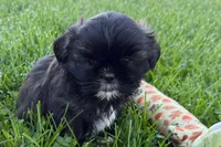 Girlie, a female Shih Tzu for sale in Sturgis, MI – 2 of 7