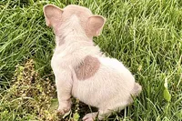 Juniper, a female French Bulldog for sale in Sturgis, MI – 8 of 9