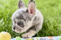 Tucker, a male French Bulldog for sale in Sturgis, MI – 6 of 10