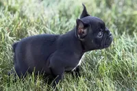 Alice , a female French Bulldog for sale in Sturgis, MI – 4 of 10