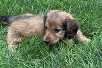 Moya , a female Dachshund for sale in Sturgis, MI – 2 of 7