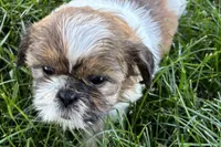 Ivona , a female Shih Tzu for sale in Sturgis, MI – 4 of 7