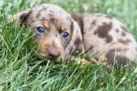 Waylon, a male Dachshund for sale in Sturgis, MI – 6 of 10